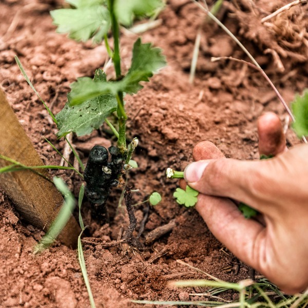 Weingut Rudolf Fürst