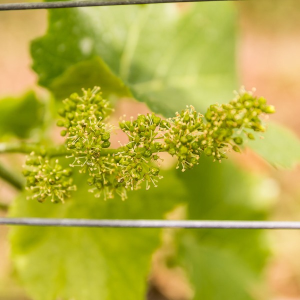 Weingut Rudolf Fürst