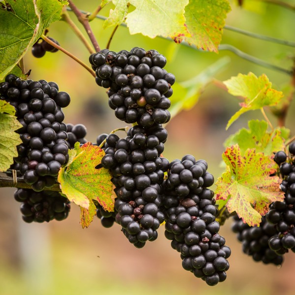 Weingut Rudolf Fürst