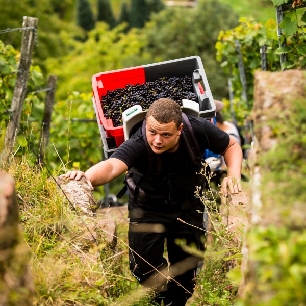 Weingut Rudolf Fürst